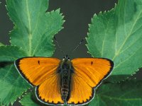 Lycaena dispar ssp rutilla 21, Grote vuurvlinder, male, Saxifraga-Frits Bink