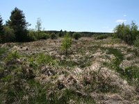 Lycaena helle 11, Blauwe vuurvlinder, habitat, B, Luxembourg, Etalle, Chantemelle, Saxifraga-Kars Veling