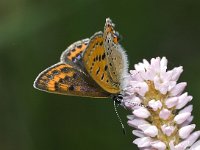 Lycaena helle 12, Blauwe vuurvlinder, Saxifraga-Kars Veling