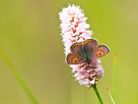 Violet copper in germany  Two male Violet Copper Butterfly (Lycaena helle) with iridescent blue on their wings : Bug, Lycaena, animal, antenna, appealing, attractive, background, beautiful, beauty, black, bloom, blooming, blossom, botanic, botanical, butterfly, calm, close, closeup, color, colorful, copper, detail, dispar, elegant, entomology, environment, europe, european, evening, fauna, flower, garden, giant, glowing, good, gorgeous, green, helle, hippothoe, insect, iridescent, large, lepidoptera, looking, lovely, lycaenidae, lycaeninae, macro, magnificent, male, meadow, metalshine, natural, nature, nice, orange, ornament, pattern, petals, plant, pretty, red, reflection, serenity, shine, silence, spring, striking, stunning, summer, virgaureae, white, wild, wildlife