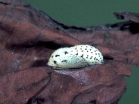 Lycaena hippothoe 10, Rode vuurvlinder, pupa, Saxifraga-Frits Bink