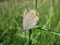 Lycaena hippothoe 11, Rode vuurvlinder, Saxifraga-Arthur van Dijk