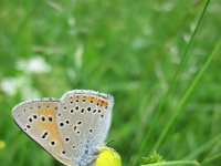 Lycaena hippothoe 12, Rode vuurvlinder, Saxifraga-Mireille de Heer