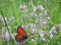 Lycaena hippothoe 13, Rode vuurvlinder, male, Saxifraga-Mireille de Heer