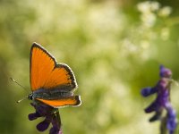 Lycaena hippothoe 14, Rode vuurvlinder, Saxifraga-Jan van der Straaten