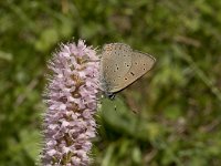 Lycaena hippothoe 15, Rode vuurvlinder, Vlinderstichting-Kars Veling