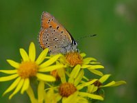 Lycaena hippothoe 16, Rode vuurvlinder, Vlinderstichting-Chris van Swaay  L hippothoe rode vuurvlinder