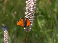 Lycaena hippothoe 17, Rode vuurvlinder, Vlinderstichting-Kars Veling