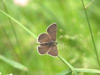 Lycaena hippothoe 18, Rode vuurvlinder, Vlinderstichting-Kars Veling