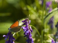 Lycaena hippothoe 19, Rode vuurvlinder, Saxifraga-Jan van der Straaten