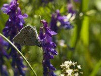 Lycaena hippothoe 20, Rode vuurvlinder, Saxifraga-Jan van der Straaten