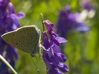 Lycaena hippothoe 21, Rode vuurvlinder, Saxifraga-Jan van der Straaten