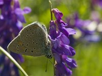 Lycaena hippothoe 22, Rode vuurvlinder, Saxifraga-Jan van der Straaten