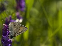 Lycaena hippothoe 23, Rode vuurvlinder, Saxifraga-Jan van der Straaten