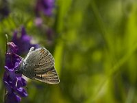 Lycaena hippothoe 24, Rode vuurvlinder, Saxifraga-Jan van der Straaten