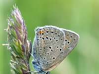 Lycaena hippothoe 25, Rode Vuurvlinder, Saxifraga-Luuk Vermeer