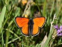 Lycaena hippothoe 28, Rode Vuurvlinder, Saxifraga-Luuk Vermeer