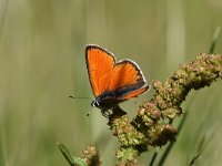 Lycaena hippothoe 29, Rode Vuurvlinder, Saxifraga-Luuk Vermeer