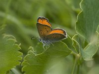 Lycaena hippothoe 6, Rode vuurvlinder, male, Saxifraga-Jan van der Straaten