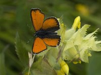 Lycaena hippothoe 8, Rode vuurvlinder, male, Saxifraga-Jan van der Straaten