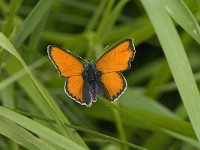 Lycaena hippothoe 9, Rode vuurvlinder, male, Saxifraga-Jan van der Straaten