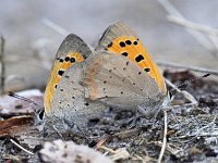 Kleine vuurvlinder -P- #06 : Lycaena phlaeas, Kleine vuurvlinder, copula