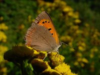 Lycaena phlaeas 17, Kleine vuurvlinder, male, Vlinderstichting-Fons Bongers