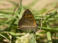 Lycaena phlaeas 21, Kleine vuurvlinder, Saxifraga-Jan van der Straaten