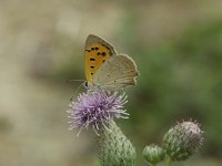 Lycaena phlaeas 23, Kleine vuurvlinder, Vlinderstichting-Theo Verstrael