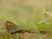 Lycaena phlaeas 27, Kleine vuurvlinder, Vlinderstichting-Henk Bosma