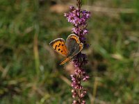 Lycaena phlaeas 3, Kleine vuurvlinder, Vlinderstichting-Albert Vliegenthart