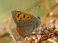 Lycaena phlaeas 30, Kleine vuurvlinder, Vlinderstichting-Henk Bosma