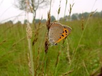 Lycaena phlaeas 31, Kleine vuurvlinder, Vlinderstichting-Henk Bosma