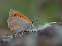 Lycaena phlaeas 33, Kleine vuurvlinder, Vlinderstichting-Albert Vliegenthart