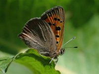 Lycaena phlaeas 35, Kleine vuurvlinder, Vlinderstichting-Joost Uittenbogaard