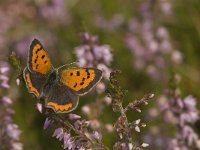 Lycaena phlaeas 36, Kleine vuurvlinder, Saxifraga-Jan van der Straaten