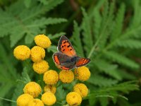 Lycaena phlaeas 37, Kleine vuurvlinder, Vlinderstichting-Kars Veling