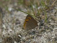 Lycaena phlaeas 39, Kleine vuurvlinder, Saxifraga-Willem van Kruijsbergen