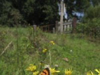 Lycaena phlaeas 43, Kleine vuurvlinder, Saxifraga-Rob Felix : Animalia, Arthropoda, Insecta, Lepidoptera, Project Natuurbalans, animal, arthropod, butterfly, dier, dieren, geleedpotige, geleedpotigen, insect, insecten, vlinder, vlinders