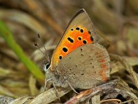 156_04, Kleine vuurvlinder : Kleine vuurvlinder, Lycaena phlaeas, Small Copper