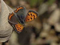 Kleine vuurvlinder #04 : Kleine vuurvlinder, Lycaena phlaeas, Small Copper, copula