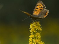 Lycaena phlaeas 55, Kleine vuurvlinder, Saxifraga-Rik Kruit