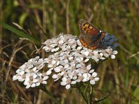 Kleine vuurvlinder #07 : Lycaena phlaeas, Kleine vuurvlinder