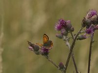 Lycaena phlaeas 58, Kleine vuurvlinder, Saxifraga-Jan van der Straaten