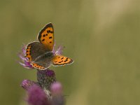 Lycaena phlaeas 61, Kleine vuurvlinder, Saxifraga-Jan van der Straaten