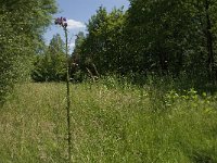 Lycaena phlaeas 63, Kleine vuurvlinder, habitat, NL, Noord-Brabant, Oirschot, De Mortelen, Saxifraga-Jan van der Straaten