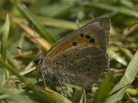 Lycaena phlaeas 66, Kleine vuurvlinder, Saxifraga-Jan van der Straaten