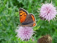 Lycaena phlaeas 68, Kleine vuurvlinder, Saxifraga-Hans Dekker