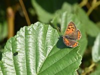 Lycaena phlaeas 82, Kleine vuurvlinder, Saxifraga-Luuk Vermeer