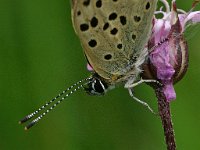 Lycaena tityrus 11, Bruine vuurvlinder, male, Vlinderstichting-Kars Veling